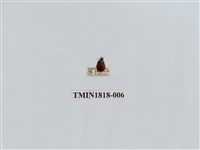 藏品(水稻害蟲)的圖片